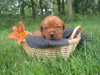 Music, a female Labrador Retriever for sale in Loudonville, OH – 3 of 5
