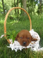 Cheerful, a female Labrador Retriever for sale in Loudonville, OH – 2 of 5