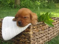 Sunbeam, a female Labrador Retriever for sale in Loudonville, OH – 2 of 5