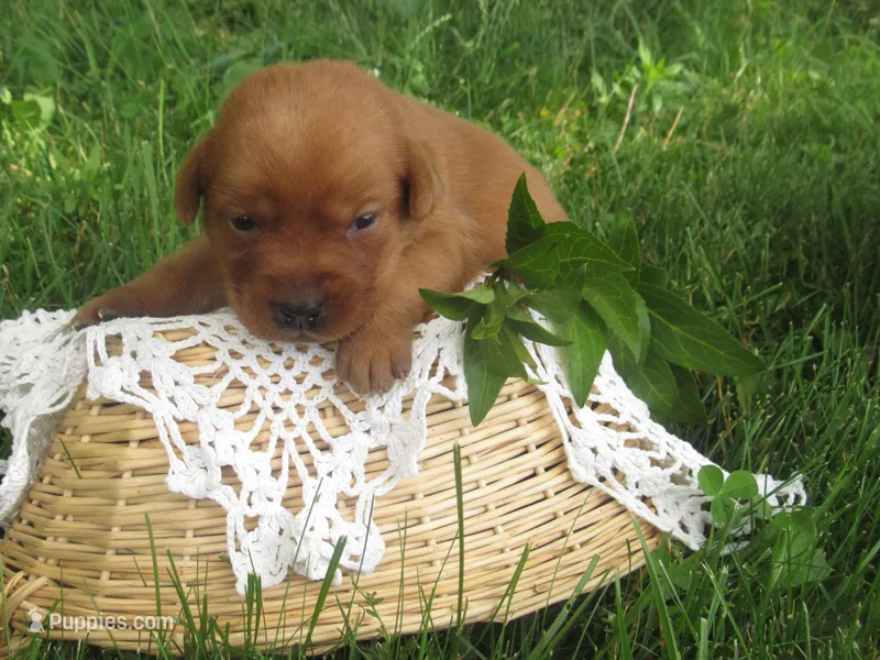 Joyful – Labrador Retriever puppy for sale in Loudonville, OH