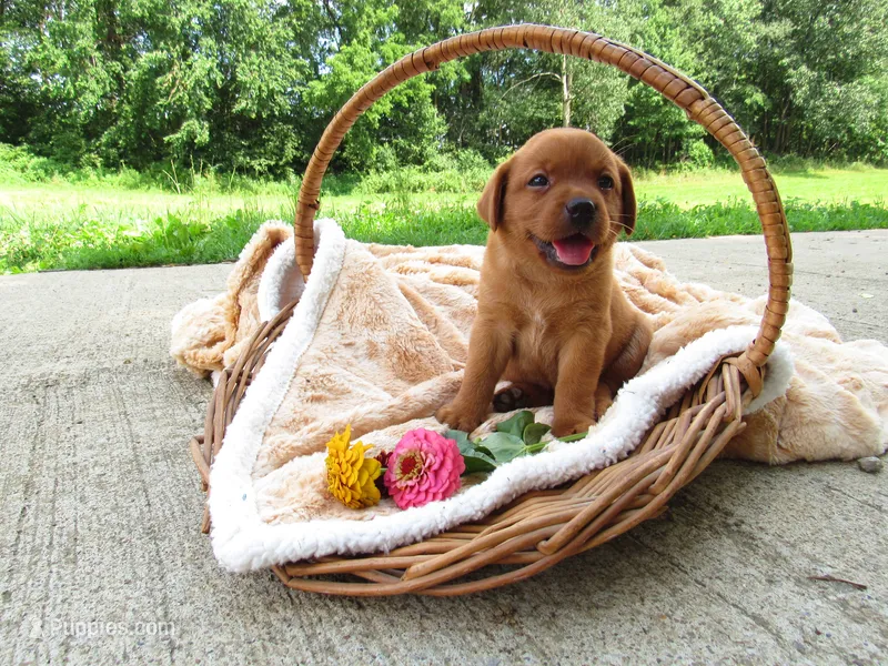 Music – Labrador Retriever puppy for sale in Loudonville, OH