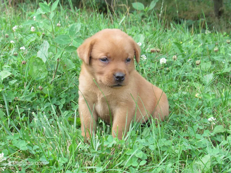 Sunbeam – Labrador Retriever puppy for sale in Loudonville, OH
