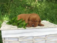 Delight, a female Labrador Retriever for sale in Loudonville, OH – 3 of 5