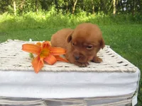 Melodie, a female Labrador Retriever for sale in Loudonville, OH – 4 of 5