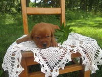 Music, a female Labrador Retriever for sale in Loudonville, OH – 2 of 5