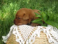 Joyful, a female Labrador Retriever for sale in Loudonville, OH – 3 of 5