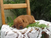 Joyful, a female Labrador Retriever for sale in Loudonville, OH – 2 of 5