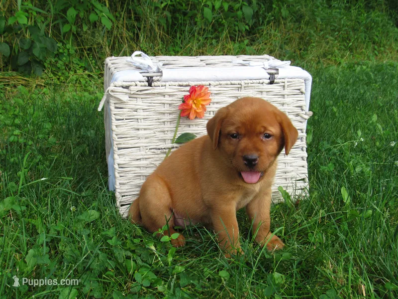 Delight – Labrador Retriever puppy on hold in Loudonville, OH