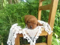 Delight, a female Labrador Retriever for sale in Loudonville, OH – 4 of 5