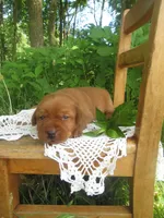 Delight, a female Labrador Retriever for sale in Loudonville, OH – 2 of 5