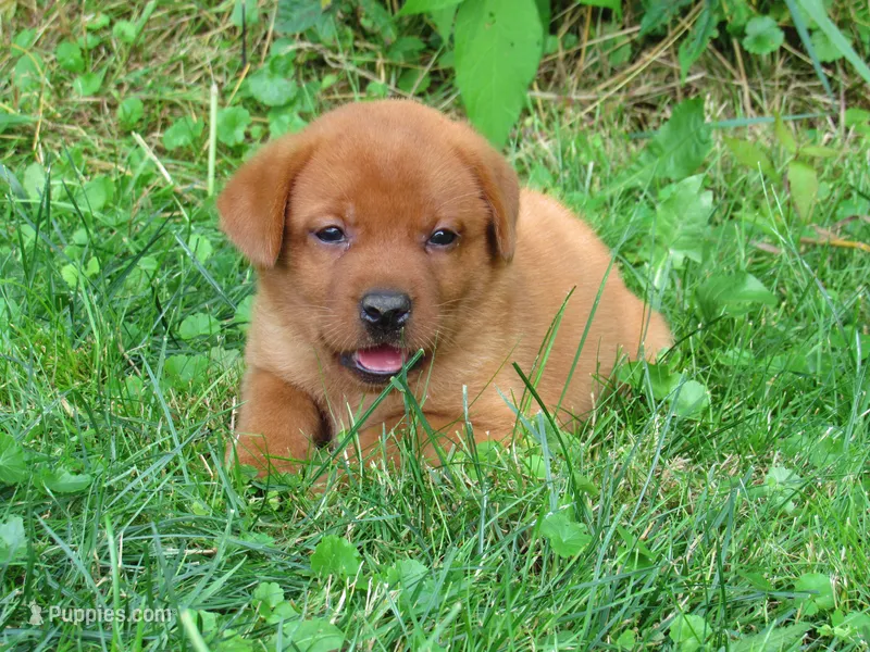 Cheerful – Labrador Retriever puppy on hold in Loudonville, OH