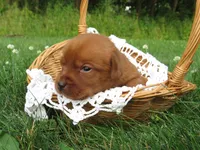 Melodie, a female Labrador Retriever for sale in Loudonville, OH – 3 of 5