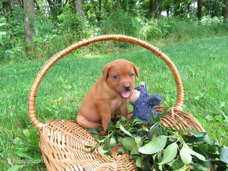 Triumph – Labrador Retriever puppy for sale in Loudonville, OH