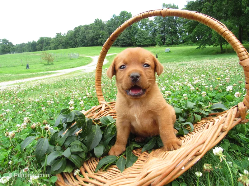 Melodie – Labrador Retriever puppy for sale in Loudonville, OH