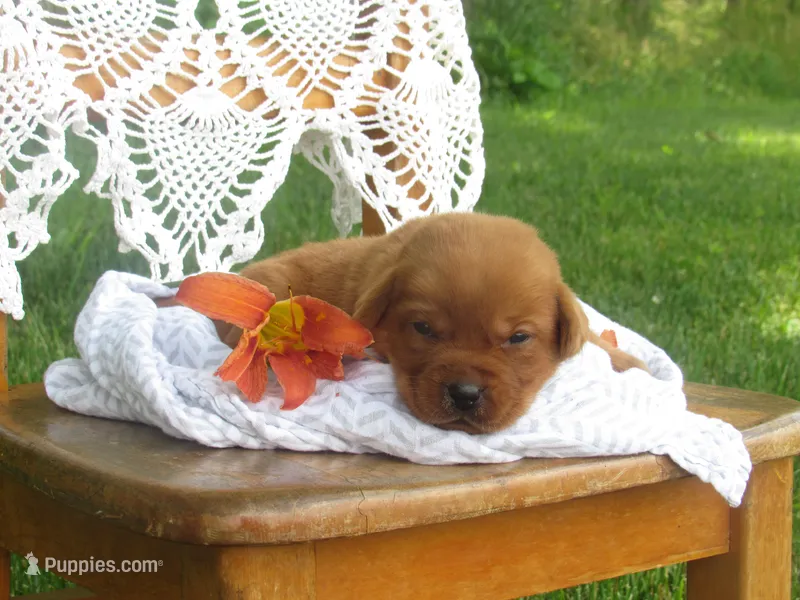 Sunbeam – Labrador Retriever puppy for sale in Loudonville, OH