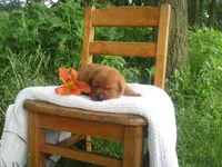 Cheerful, a female Labrador Retriever for sale in Loudonville, OH – 5 of 5