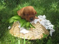 Joyful, a female Labrador Retriever for sale in Loudonville, OH – 5 of 5