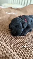 Marshall, a male Goldendoodle for sale in Monte Vista, CO – 5 of 6