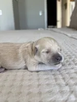 Sam, a male Goldendoodle for sale in Monte Vista, CO – 1 of 2