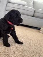 Marshall, a male Goldendoodle for sale in Monte Vista, CO – 6 of 6