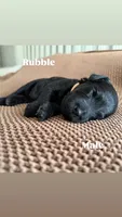 Rubble, a male Goldendoodle for sale in Monte Vista, CO – 3 of 5
