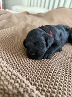 Chase, a male Goldendoodle for sale in Monte Vista, CO – 6 of 7