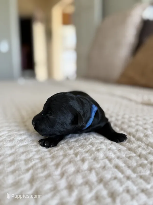 Rocket – Goldendoodle puppy for sale in Monte Vista, CO