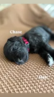 Chase, a male Goldendoodle for sale in Monte Vista, CO – 4 of 7