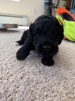 Chase, a male Goldendoodle for sale in Monte Vista, CO – 7 of 7