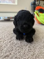 Chase, a male Goldendoodle for sale in Monte Vista, CO – 1 of 7