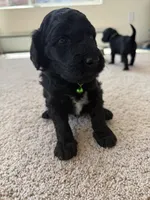 Zuma, a male Goldendoodle for sale in Monte Vista, CO – 2 of 4