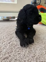 Chase, a male Goldendoodle for sale in Monte Vista, CO – 5 of 7