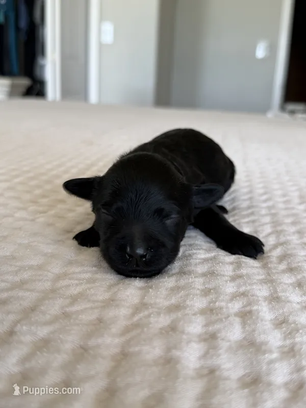 America – Goldendoodle puppy for sale in Monte Vista, CO