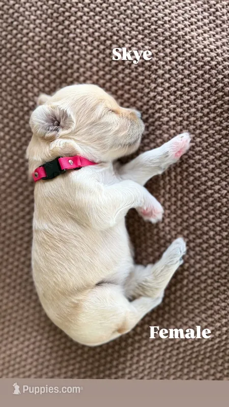 Skye – Goldendoodle puppy on hold in Monte Vista, CO