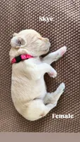 Skye, a female Goldendoodle for sale in Monte Vista, CO – 1 of 3