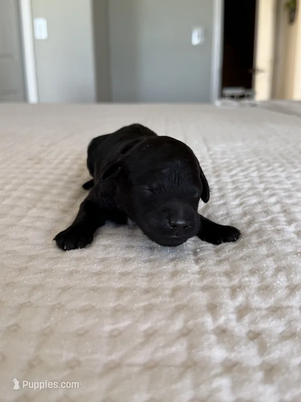 Star – Goldendoodle puppy for sale in Monte Vista, CO