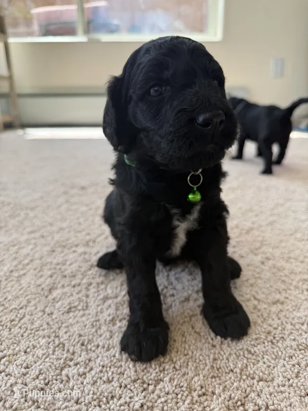 Zuma – Goldendoodle puppy for sale in Monte Vista, CO