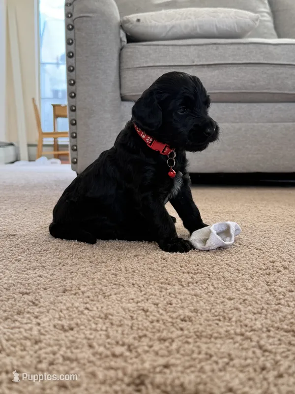 Marshall – Goldendoodle puppy for sale in Monte Vista, CO