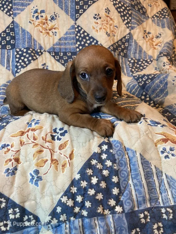 Female #2 – Dachshund puppy for sale in Easley, SC