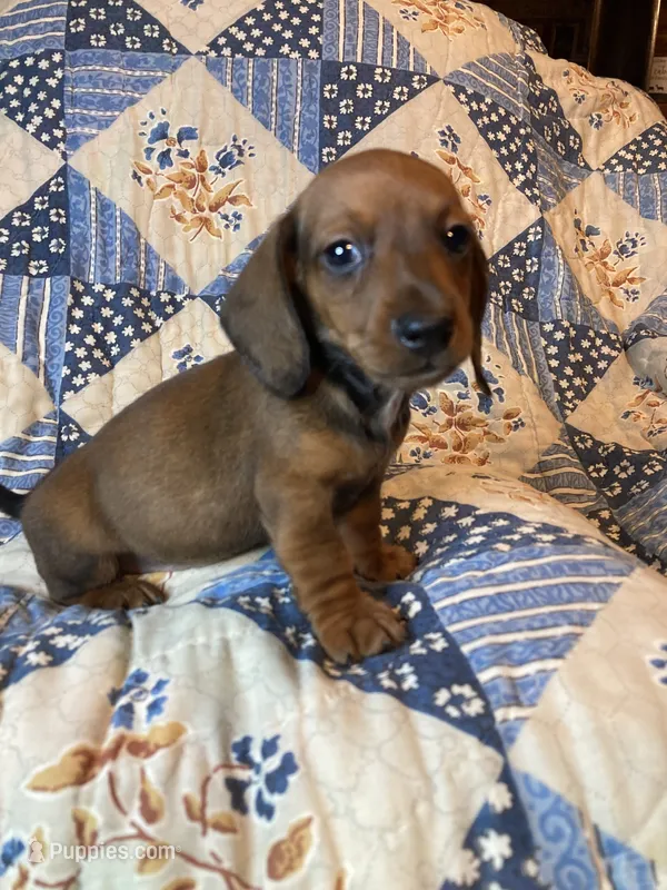 Male #2 – Dachshund puppy for sale in Easley, SC