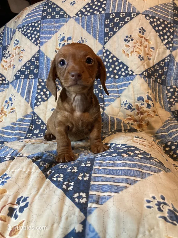 Male #1 – Dachshund puppy for sale in Easley, SC