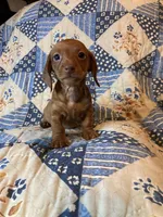 Male #1, a male Dachshund for sale in Easley, SC – 1 of 1
