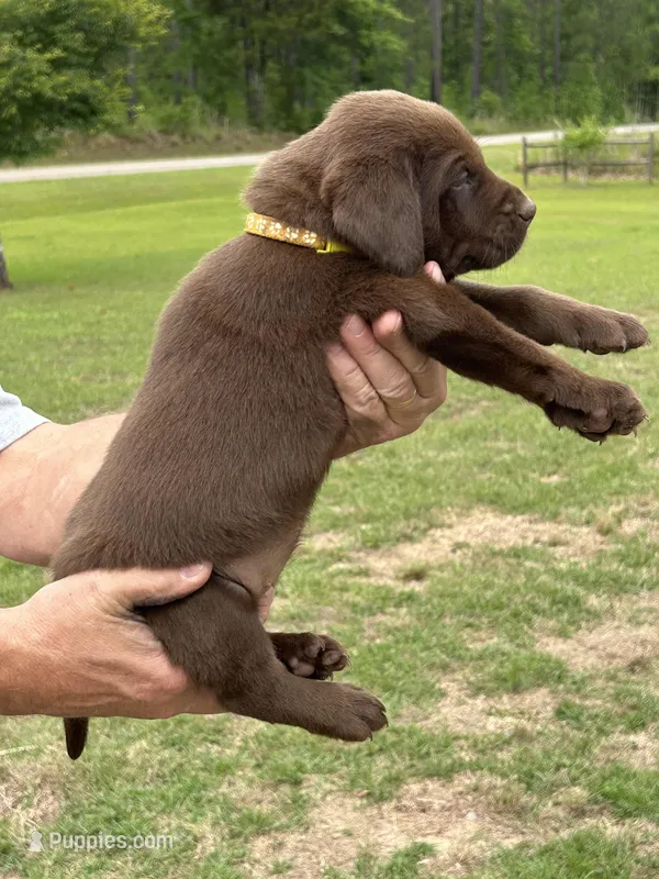 Labrador Retriever (Yellow) Female – Labrador Retriever puppy for sale in Forsyth, GA