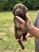 Labrador Retriever (Yellow) Female, a female Labrador Retriever for sale in Forsyth, GA – Photo 2 of 4