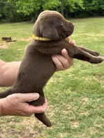 Labrador Retriever (Yellow) Female, a female Labrador Retriever for sale in Forsyth, GA – Photo 1 of 4