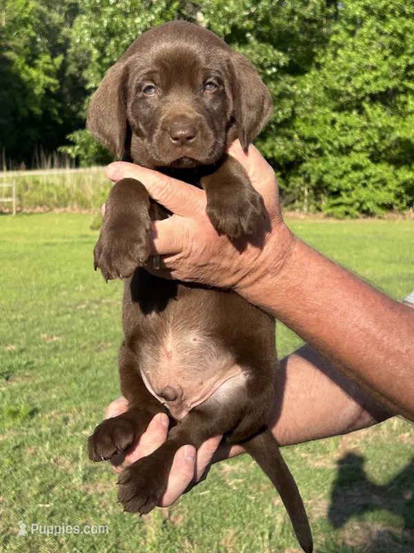 Labrador Retriever (Blue) Male – Labrador Retriever puppy on hold in Forsyth, GA