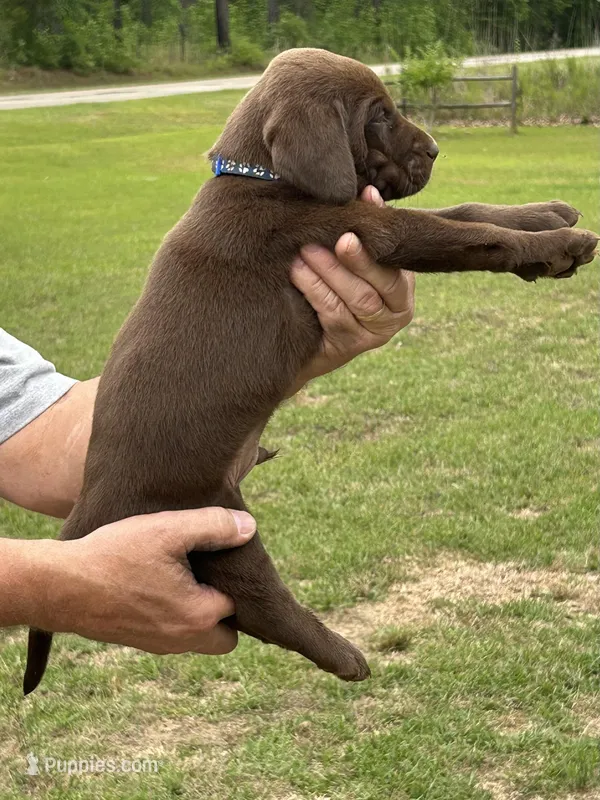 Labrador Retriever (Blue) Male – Labrador Retriever puppy for sale in Forsyth, GA