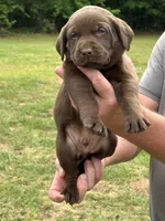 Labrador Retriever (Blue) Male, a male Labrador Retriever for sale in Forsyth, GA – Photo 2 of 4