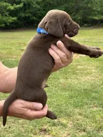 Labrador Retriever (Blue) Male, a male Labrador Retriever for sale in Forsyth, GA – Photo 1 of 4