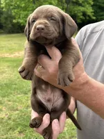Labrador Retriever (Red) Male, a male Labrador Retriever for sale in Forsyth, GA – Photo 2 of 4